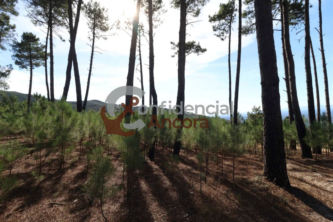 Quinta T3 para Venda em Santa Marinha e São Martinho Foto 5