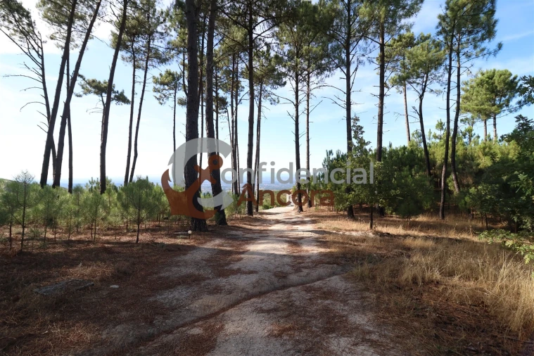 Quinta T3 para Venda em Santa Marinha e São Martinho Foto 3