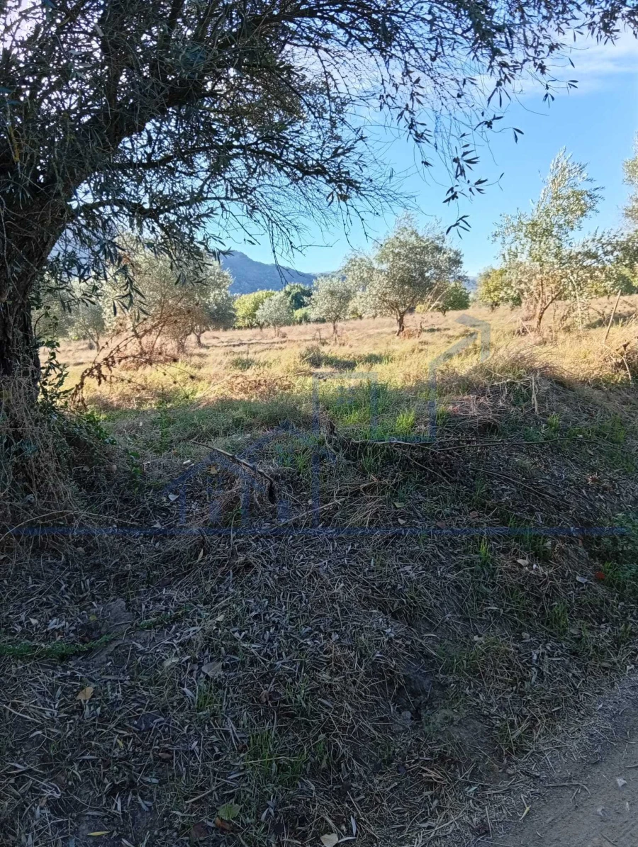 Terreno para Venda em Horta da Vilariça Foto 9