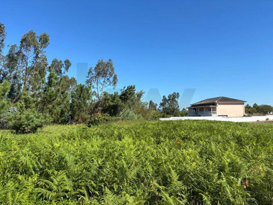 Terreno para Venda em Vieira de Leiria Foto 5