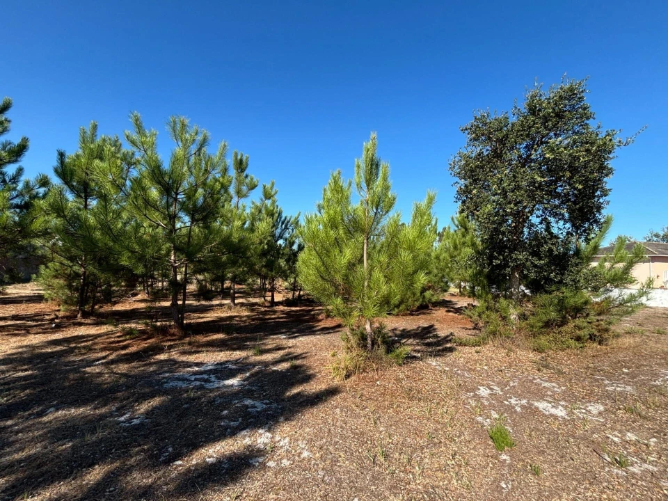 Terreno para Venda em Vieira de Leiria Foto 10