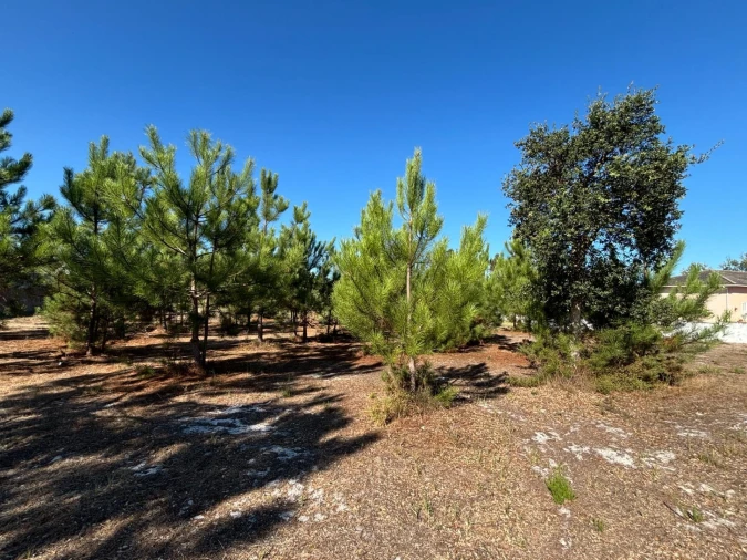 Terreno para Venda em Vieira de Leiria Foto 10