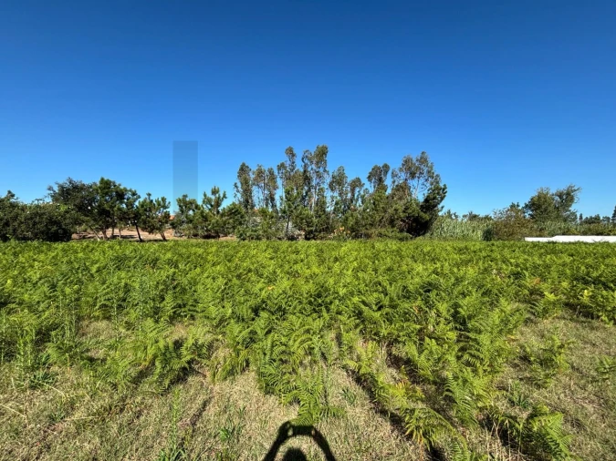 Terreno para Venda em Vieira de Leiria Foto 8