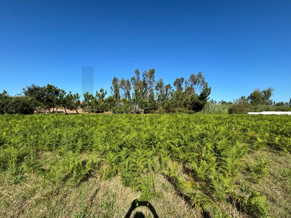 Terreno para Venda em Vieira de Leiria Foto 8