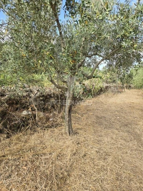 Terreno para Venda em Vila Seca e Bem da Fé