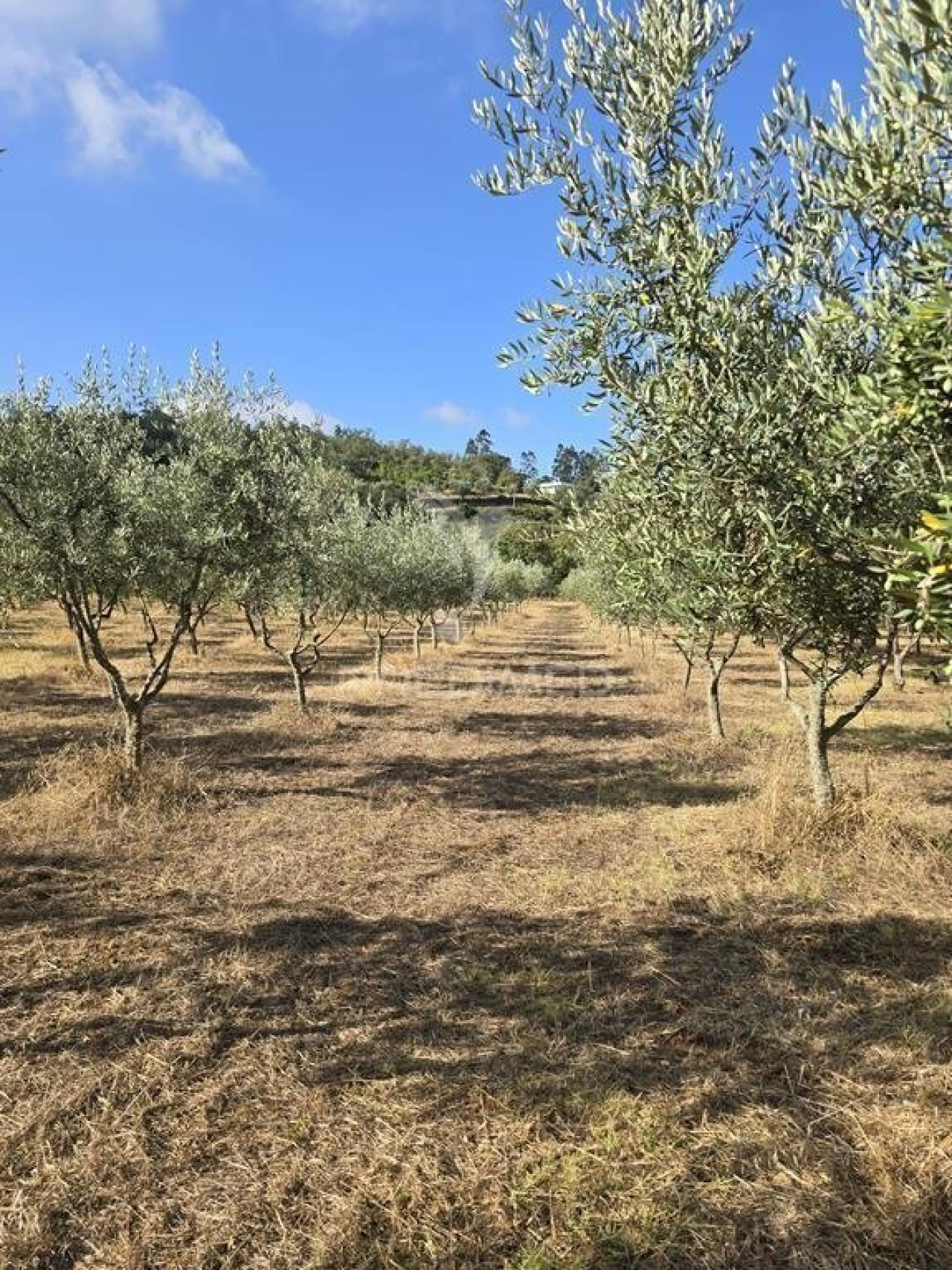 Terreno para Venda em Vila Seca e Bem da Fé Foto 23
