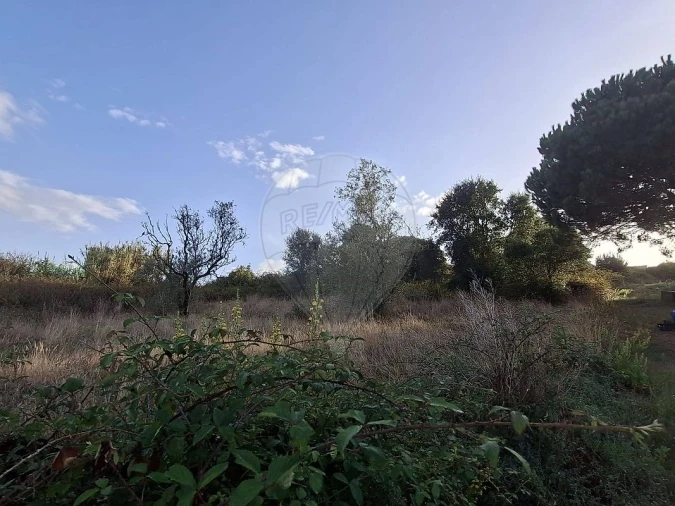 Terreno para Venda em Carvalhal Benfeito Foto 4