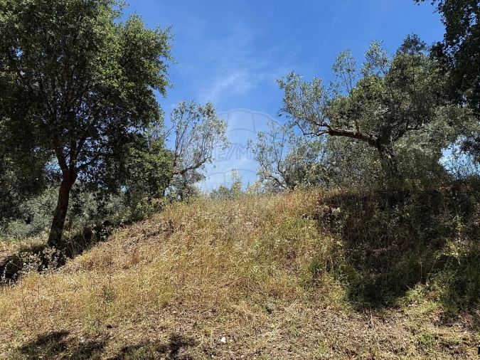 Armazém para Venda em Vale de Prazeres e Mata da Rainha Foto 8