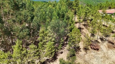 Terreno para Venda em Sarzedas