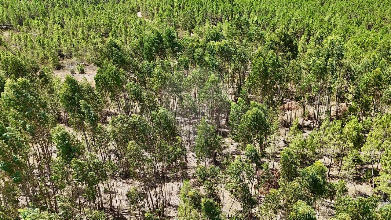 Terreno para Venda em Sarzedas Foto 3