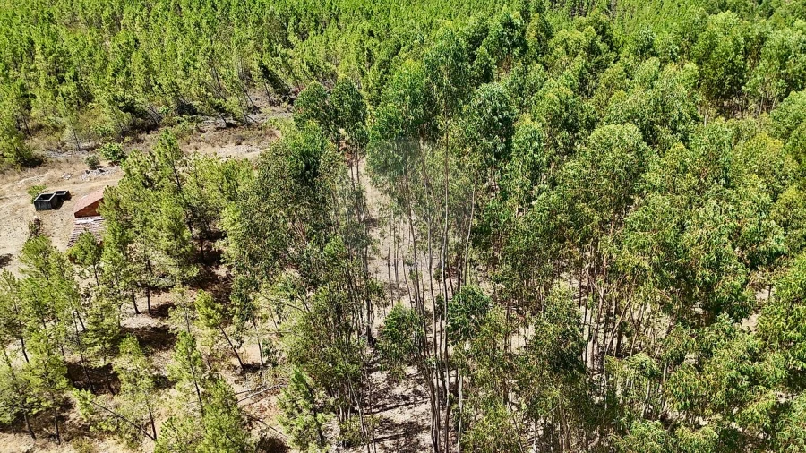 Terreno para Venda em Sarzedas Foto 22