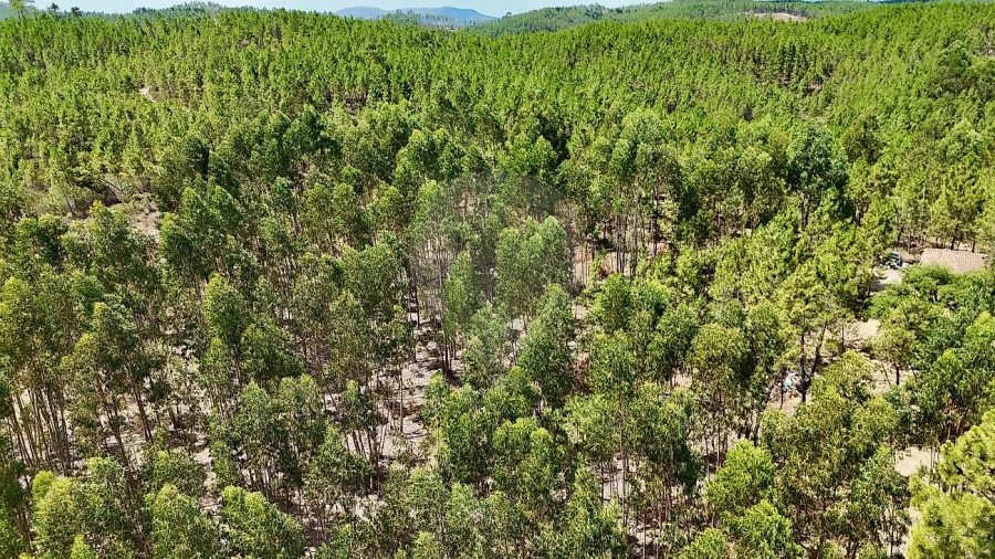Terreno para Venda em Sarzedas Foto 10