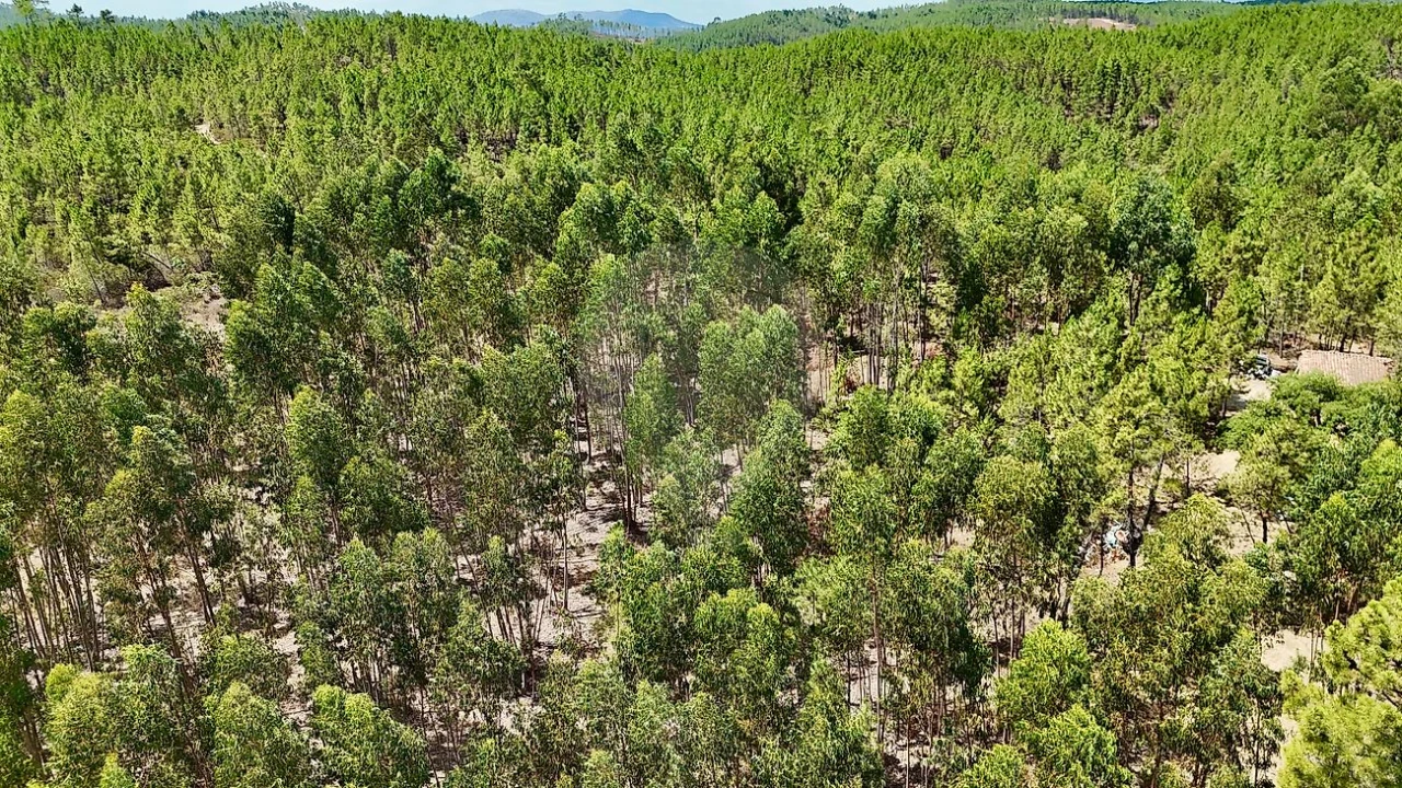 Terreno para Venda em Sarzedas Foto 10