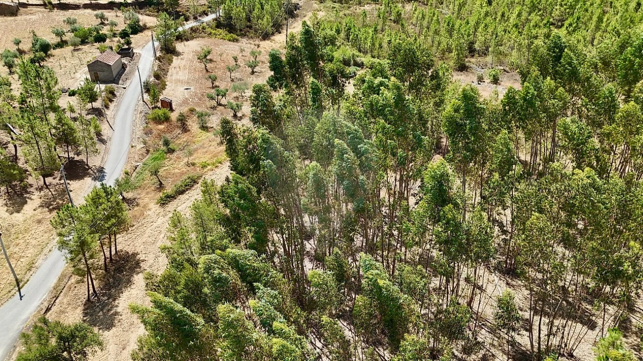 Terreno para Venda em Sarzedas Foto 8