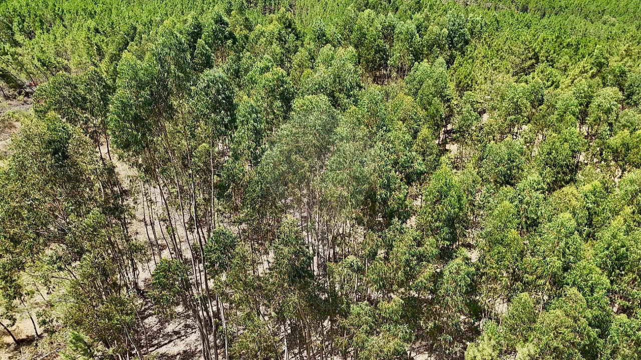 Terreno para Venda em Sarzedas Foto 23