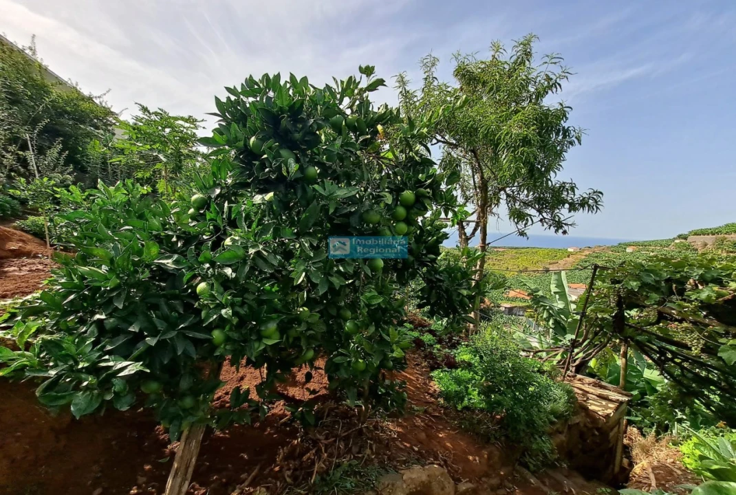 Moradia T4 para Venda em São Martinho Foto 24
