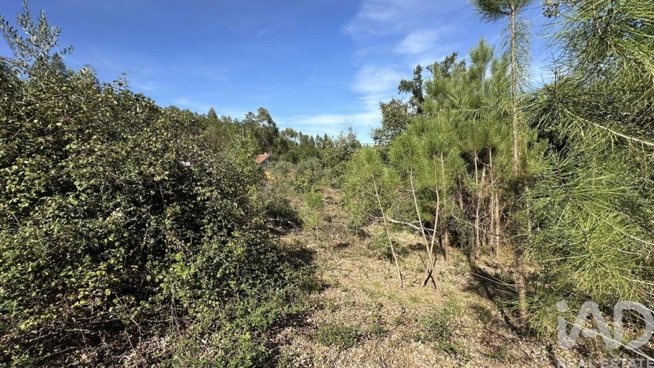 Terreno para Venda em Graça Foto 2