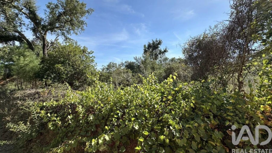 Terreno para Venda em Graça Foto 4