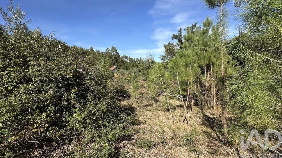 Terreno para Venda em Graça Foto 2