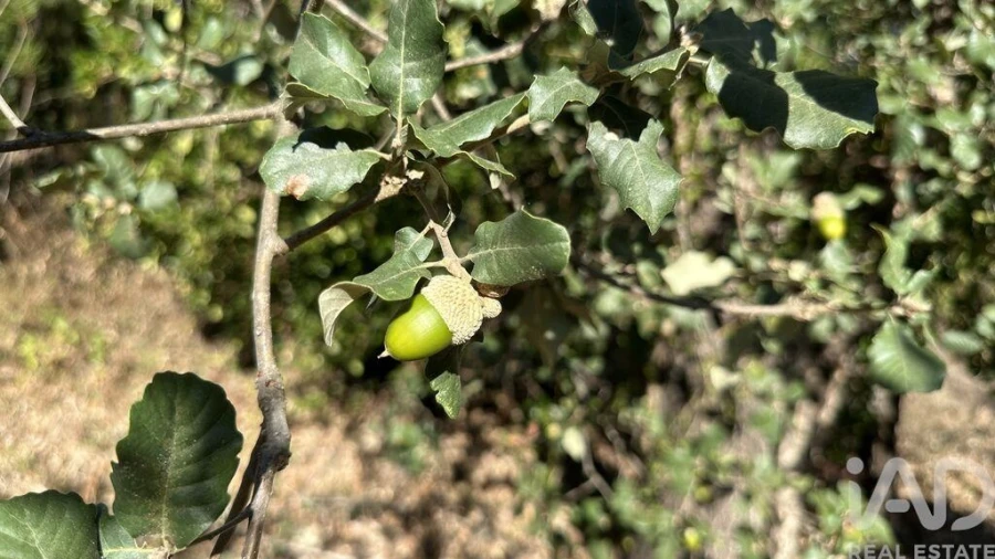 Terreno para Venda em Graça Foto 2
