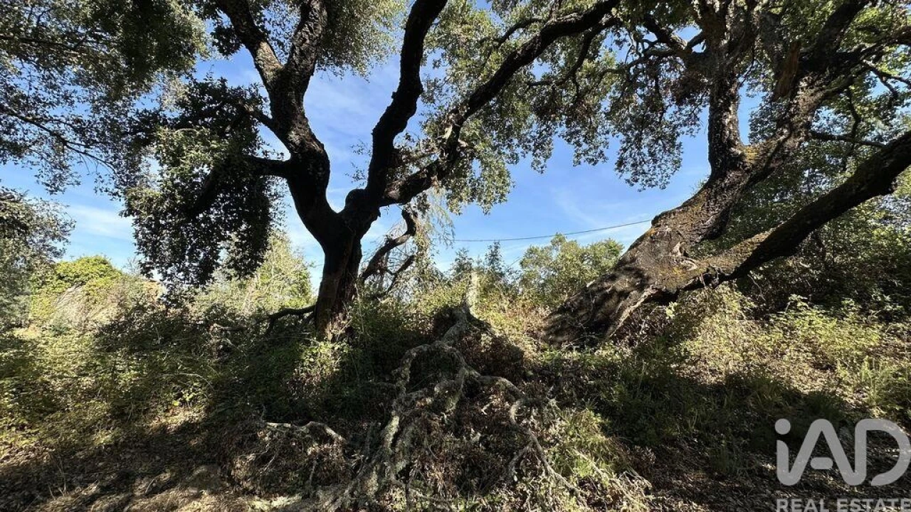 Terreno para Venda em Pedrogão Grande Foto 8