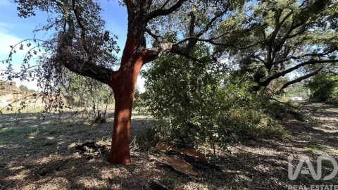 Terreno para Venda em Pedrogão Grande