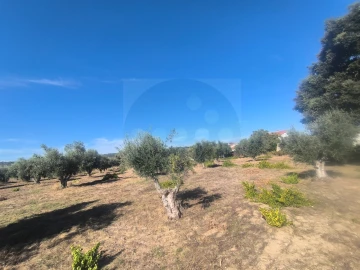 Terreno para Venda em São Miguel do Rio Torto e Rossio Ao Sul do Tejo