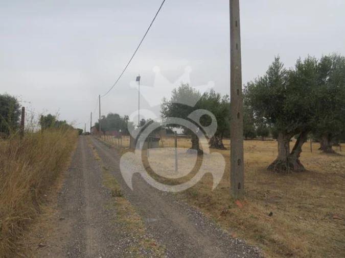 Terreno para Venda em São Manços e São Vicente do Pigeiro Foto 2