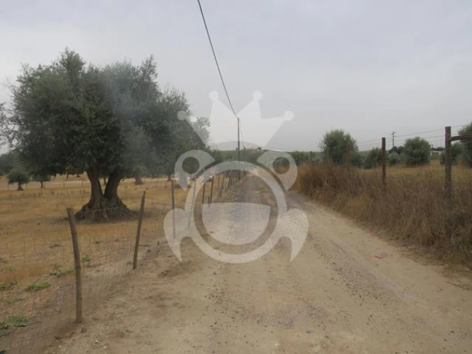 Terreno para Venda em São Manços e São Vicente do Pigeiro Foto 3