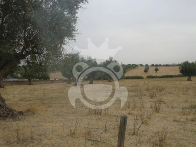 Terreno para Venda em São Manços e São Vicente do Pigeiro Foto 7