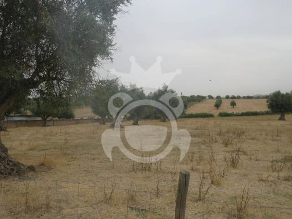 Terreno para Venda em São Manços e São Vicente do Pigeiro Foto 7