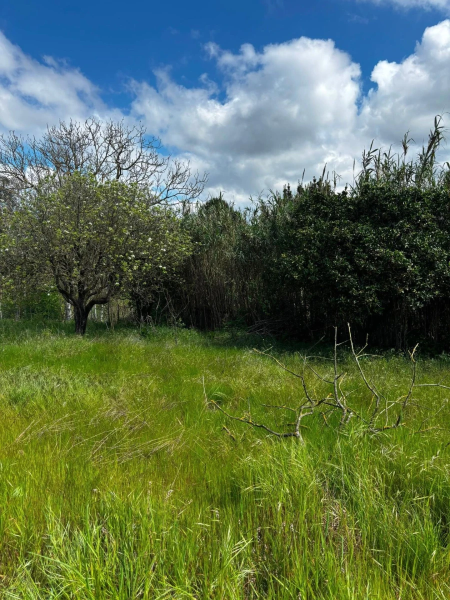Terreno para Venda em Salvaterra de Magos e Foros de Salvaterra Foto 3