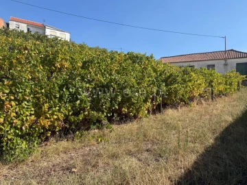 Quinta T4 para Venda em Fontelas