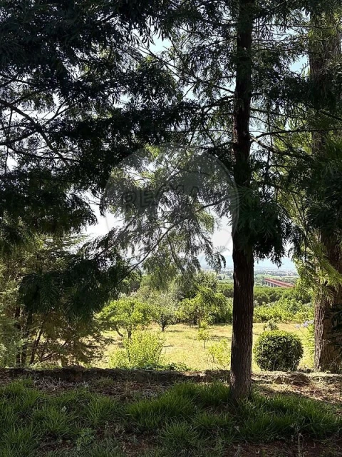 Moradia T10 para Venda em Chamusca e Pinheiro Grande