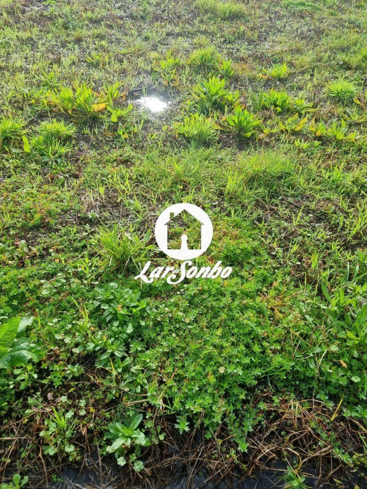 Terreno para Venda em Alvarães Foto 5