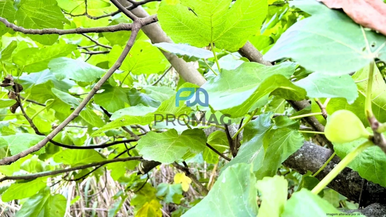 Moradia T4 para Venda em Loivos da Ribeira e Tresouras Foto 59