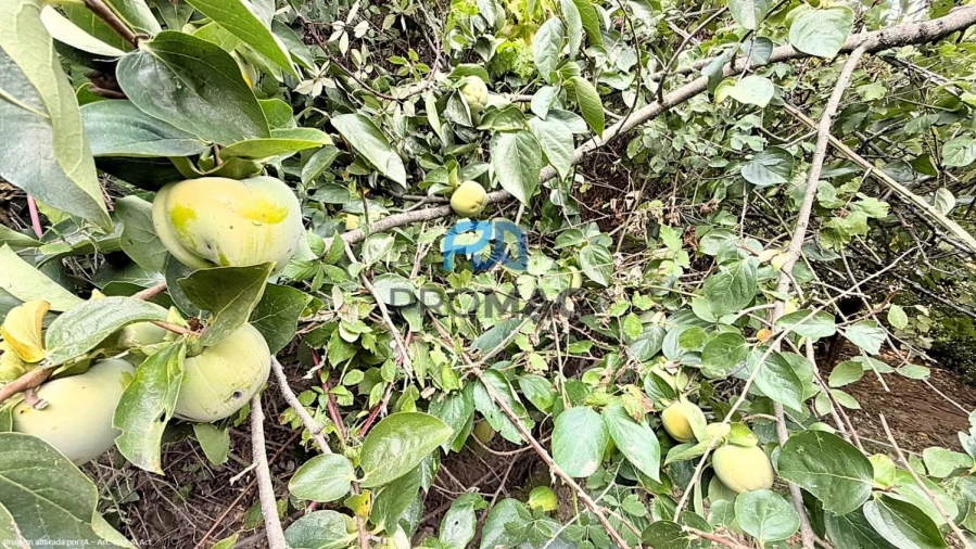 Moradia T4 para Venda em Loivos da Ribeira e Tresouras Foto 58