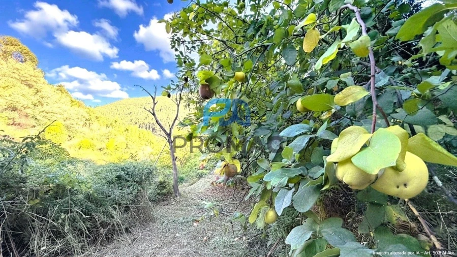 Moradia T4 para Venda em Loivos da Ribeira e Tresouras Foto 57
