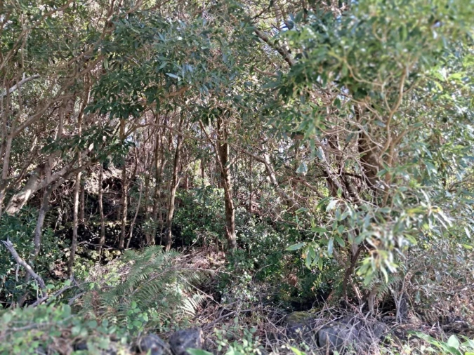 Terreno para Venda em Piedade Foto 3