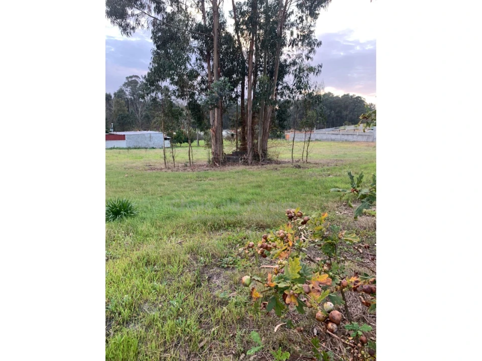 Terreno Agricola ou Rústico para Venda em Oiã Foto 3