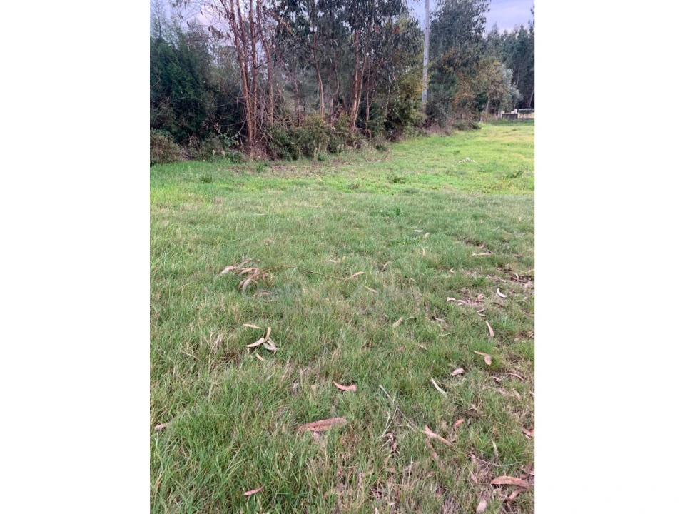 Terreno Agricola ou Rústico para Venda em Oiã Foto 4