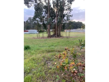 Terreno Agricola ou Rústico para Venda em Oiã