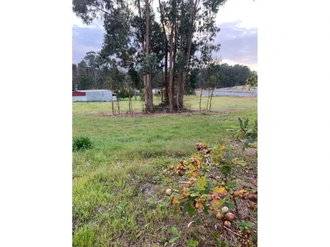 Terreno Agricola ou Rústico para Venda em Oiã Foto 3