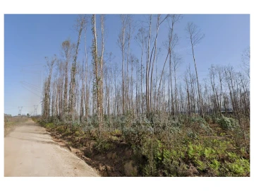 Terreno Agricola ou Rústico para Venda em Albergaria-A-Velha e Valmaior