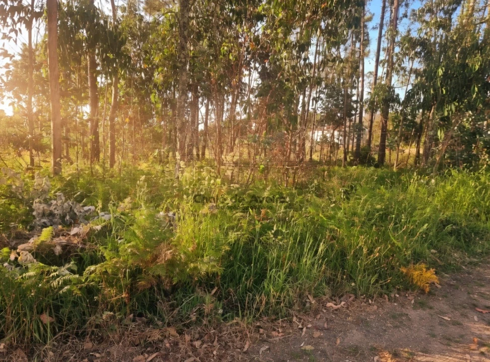 Terreno para Venda em Branca Foto 5