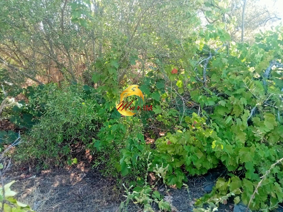 Terreno Agricola ou Rústico para Venda em Odeleite Foto 4