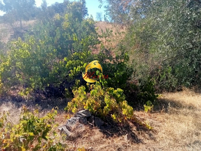 Terreno Agricola ou Rústico para Venda em Odeleite Foto 11