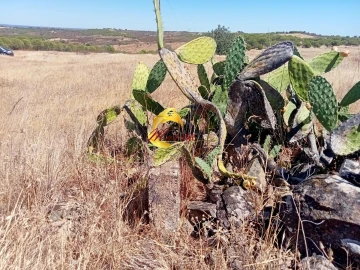 Terreno Agricola ou Rústico para Venda em Odeleite