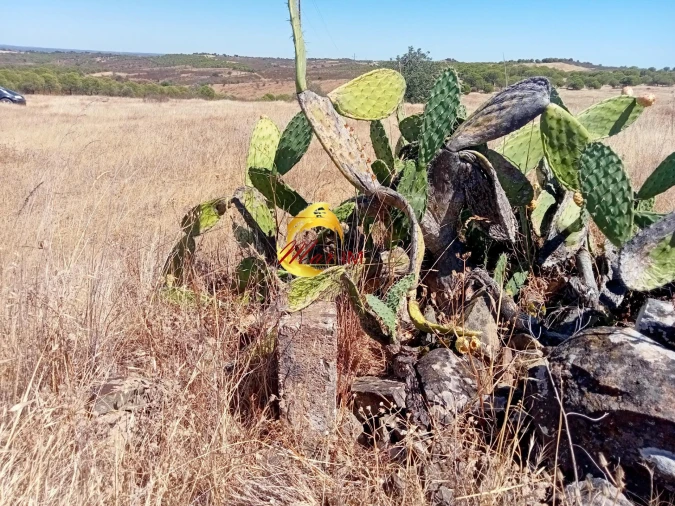 Terreno Agricola ou Rústico para Venda em Odeleite Foto 6