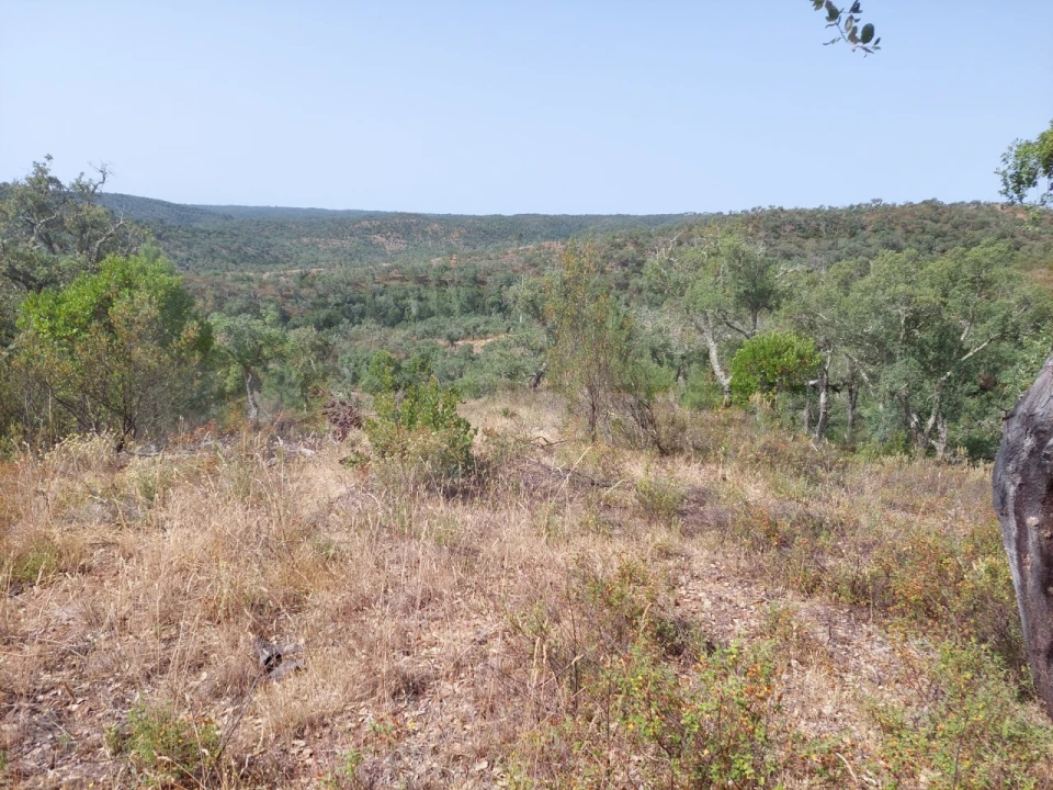 Terreno Agricola ou Rústico para Venda em Grândola e Santa Margarida da Serra Foto 5